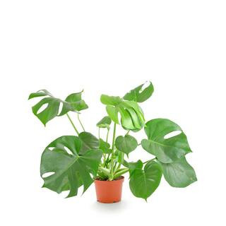 Monstera Deliciosa Split Leaf, Live Indoor Plant, Easy Care Air Purifying Tropical Houseplant in 6 in. Grower Pot | The Home Depot