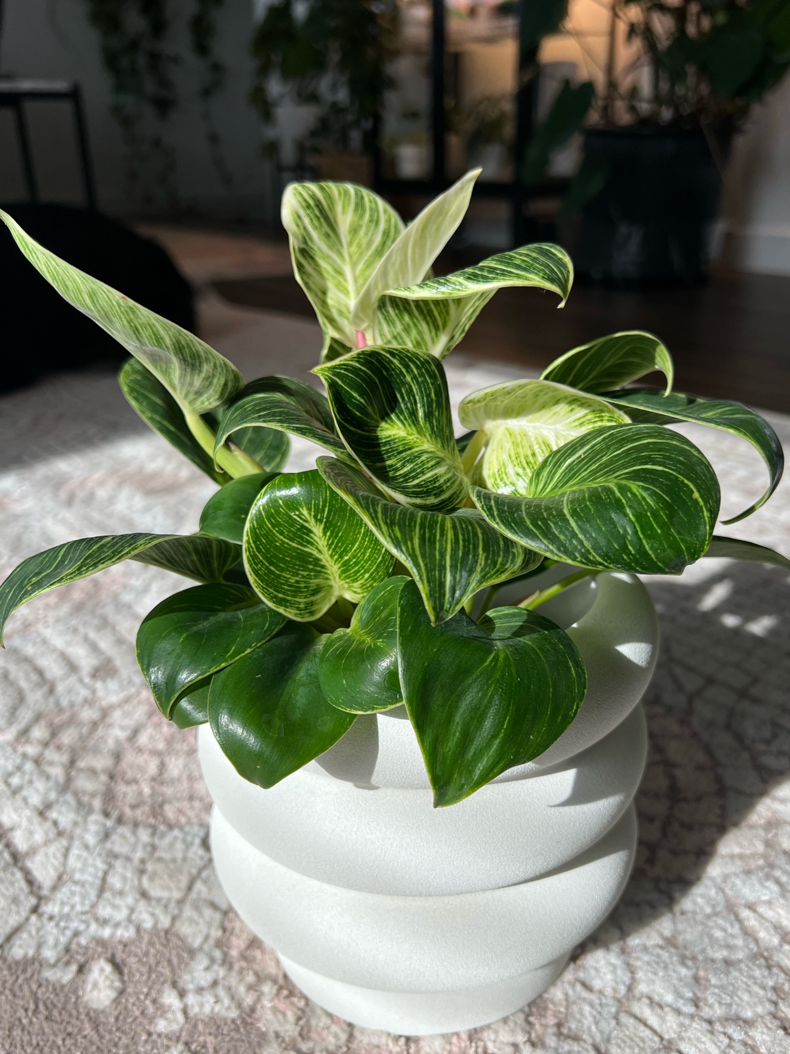 Find a better plant & pot combo, I dare you 😜 this is a Philodendron Birkin! 

#LTKhome #LTKunder100 #LTKGiftGuide