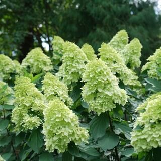 2 Gal. Limelight Prime Hydrangea Shrub with Green to Pink Flowers 14719 - The Home Depot | The Home Depot