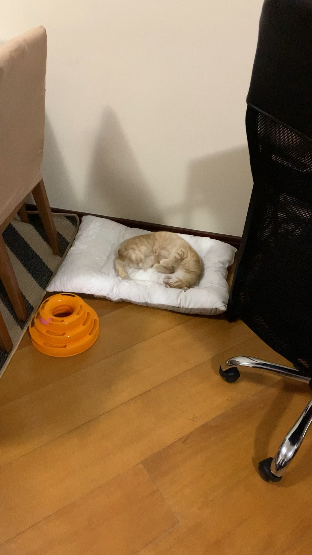 Nesse inverno invista em camas quentinhas para os seus amigos PETS

#LTKwinter #LTKbrasil