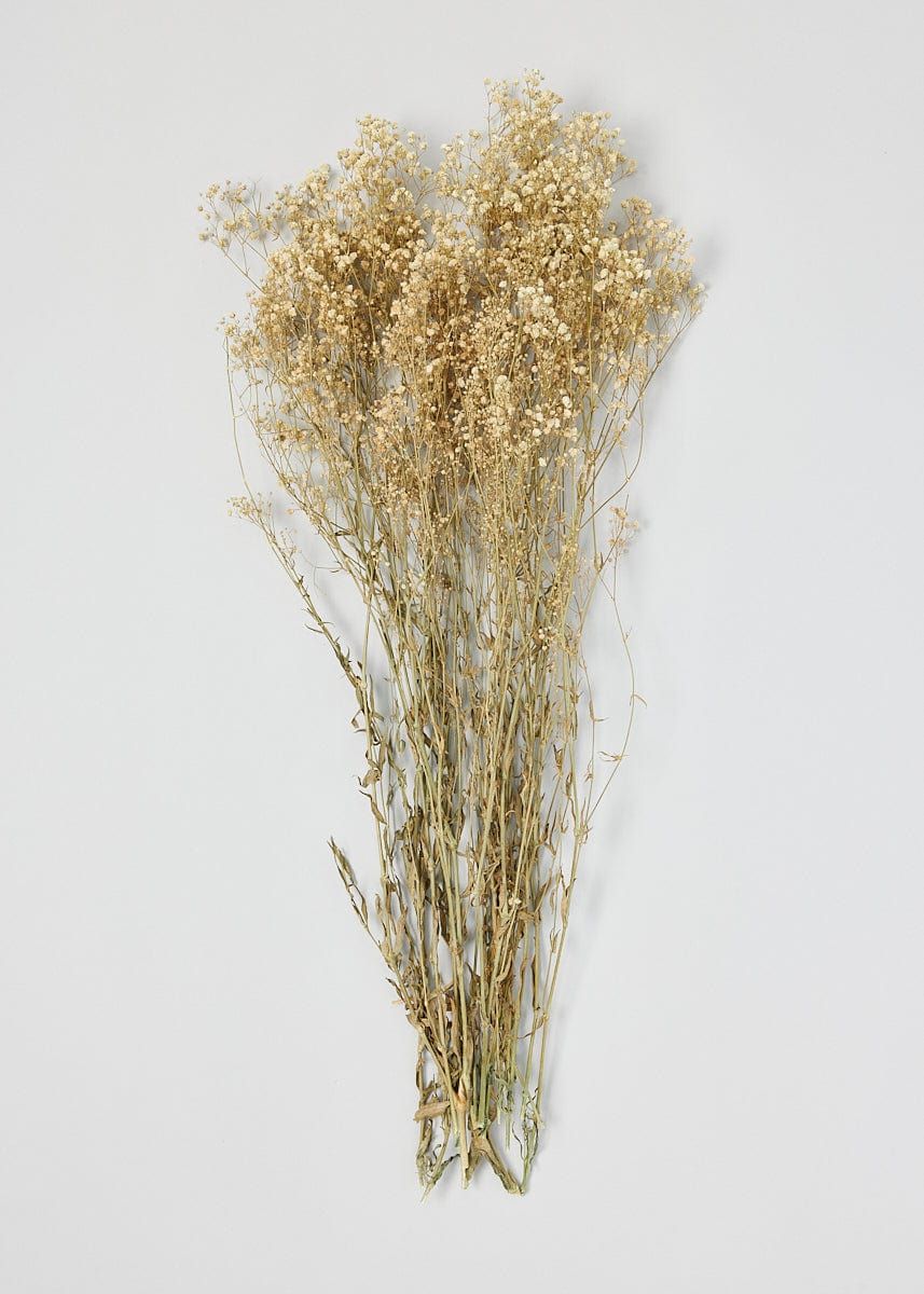 Preserved Gypsophila Flower Bundle - 23-28.5" | Afloral