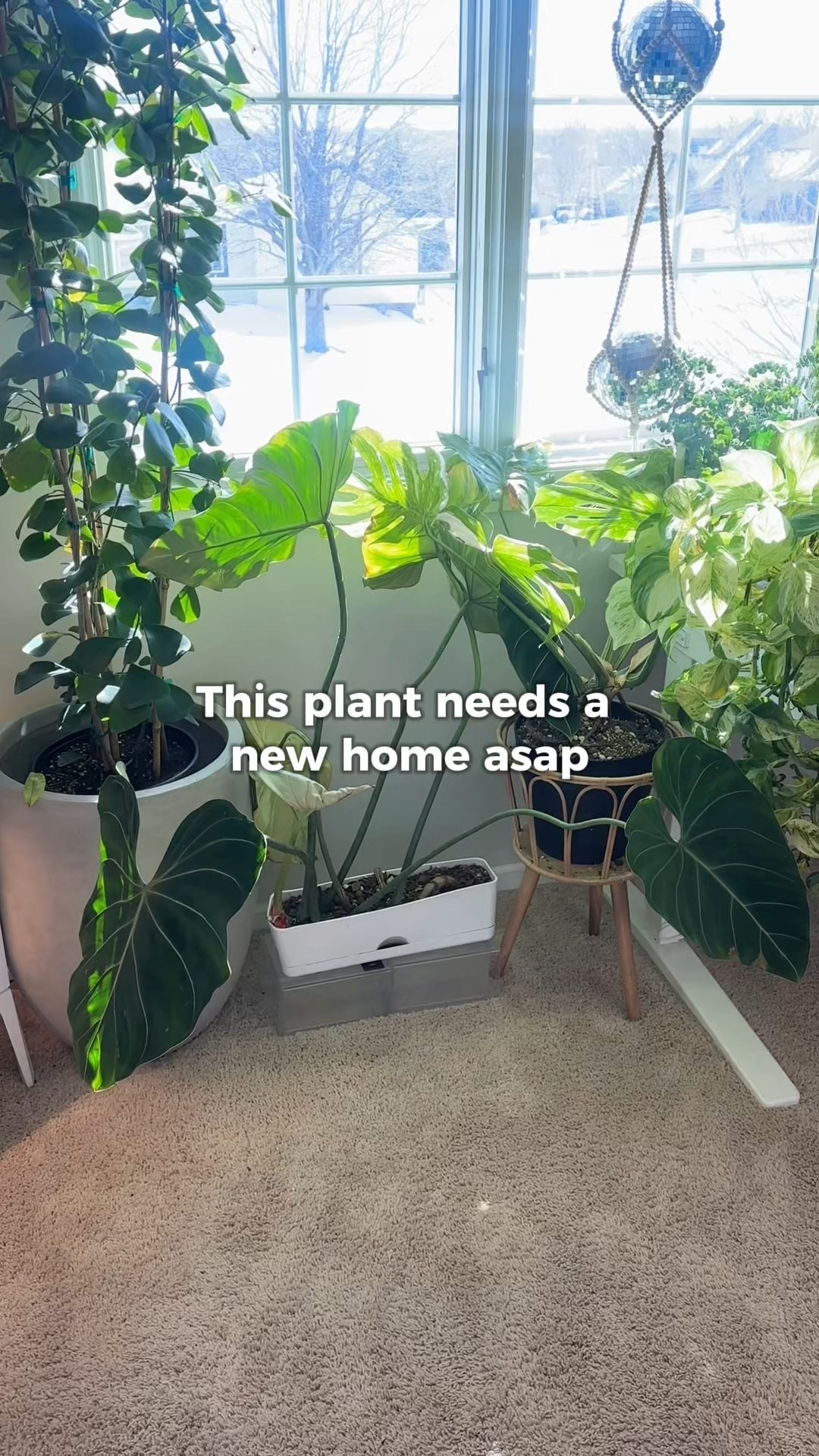 Houseplant Planter refresh using a Target planter and changing the color with Rust-o-leum paint! Love how it turned out. 

#LTKHome #LTKSeasonal #LTKWatchNow