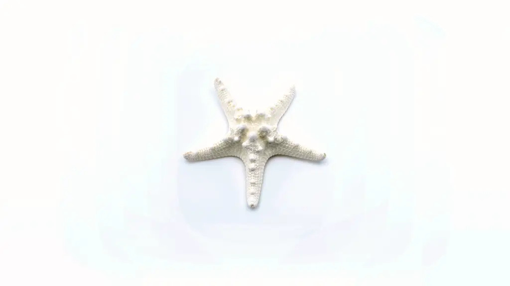 White Starfish Shell Beach Decor, 1 Piece Per Purchase, Styles Vary | Walmart (US)