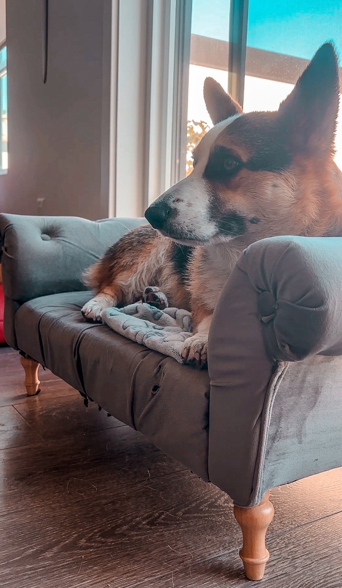 Sir Berk is his lounge couch fit for royalty 🐾👑

#LTKcanada #LTKpets #LTKcasa