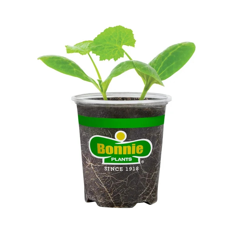 Bonnie Plants Crookneck Squash Live Plants | Walmart (US)