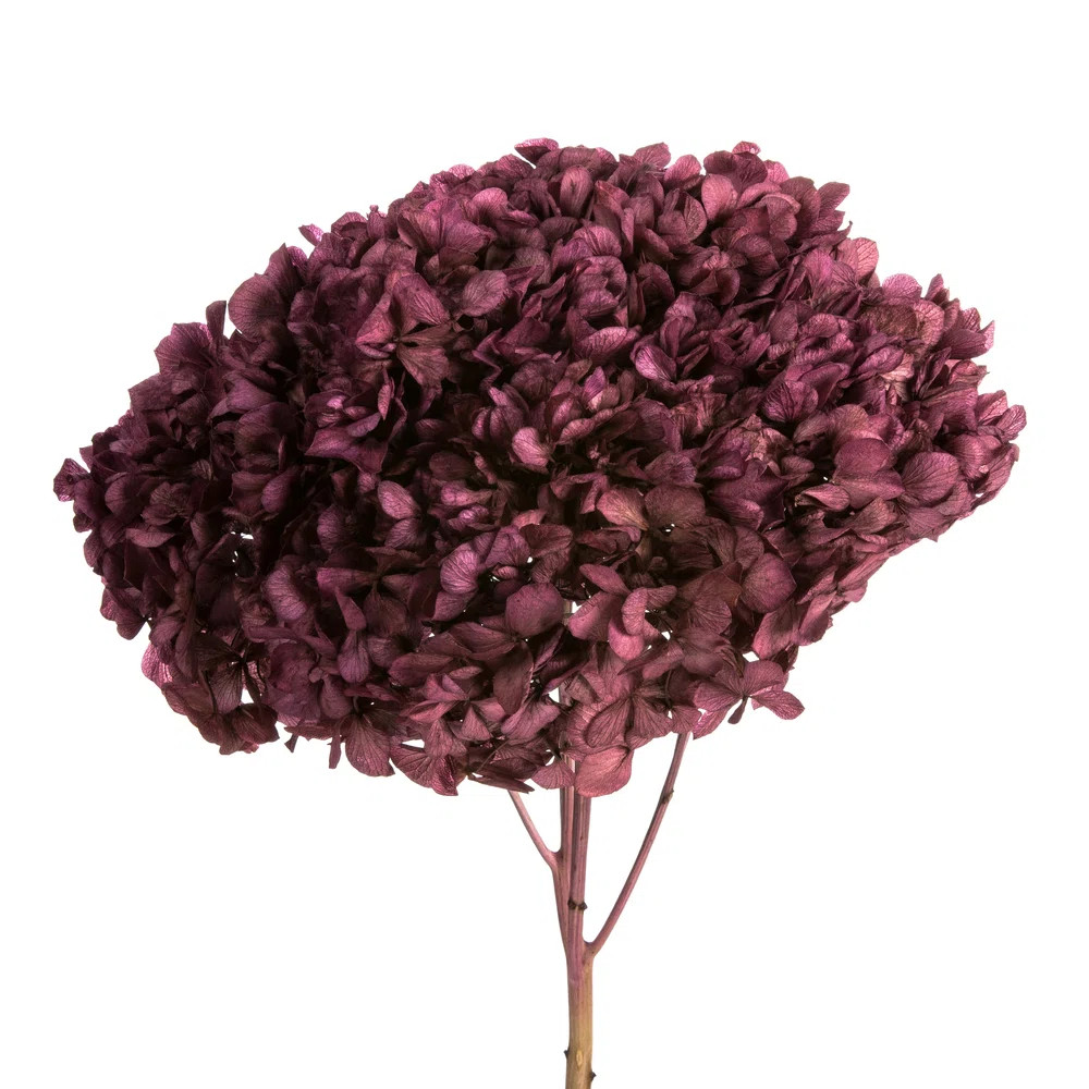 Loon Peak® Natural Botanicals 15" Hydrangea with Multiple Branch Segments, Preserved & Reviews |... | Wayfair North America