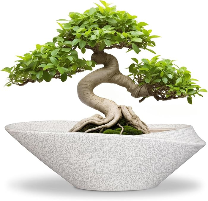 Bonsai Tree Pot - 12 Inch Ceramic Planter with Drainage Hole, Modern Succulent Pots for Indoor & ... | Amazon (US)