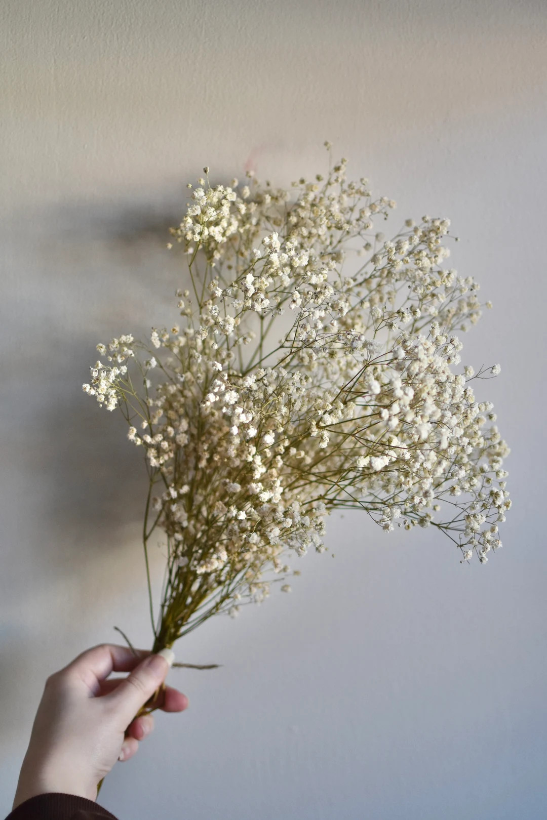 Dried Gypsophila Individual Stem | Gypsophila Letterbox Stems | Gift for girlfriend | wife | Moth... | Etsy (UK)