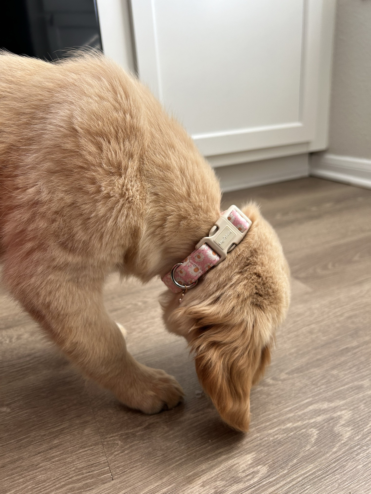 Daisy lovers her new collar! I got a size small!☁️🌸✨

#LTKHome #LTKGiftGuide #LTKPets