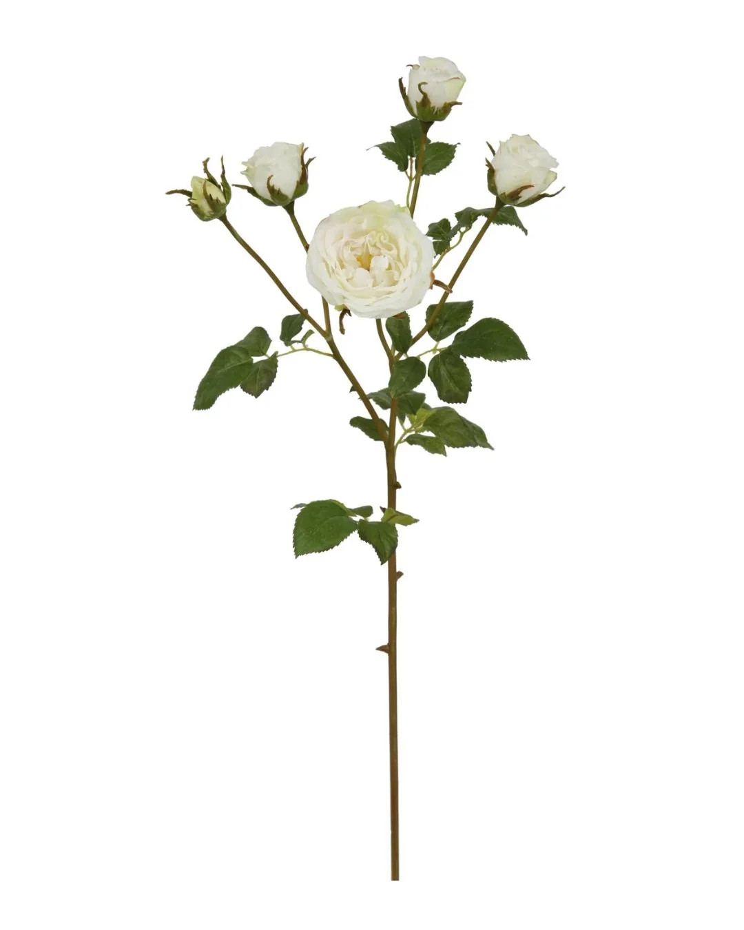 English Rose Stem | Brooke & Lou | Brooke and Lou