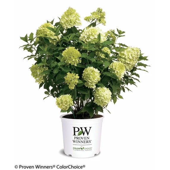 Proven Winners ColorChoice 6" 'Limelight' Panicle Hydrangea Live Plant in 7.5" Pot | Walmart (US)
