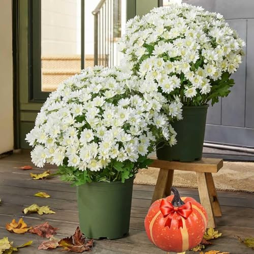 Funsdecor Mums, Artificial Outdoor Sunset Mums Flowers - Uv Resistant, Waterproof, Windproof, Fall Mum s Artificial Flowers, for Outdoor Porch Garden Patio Decor (5bundle Ivory) | Amazon (US)