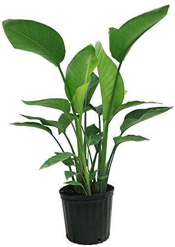 Delray Plants White Bird of Paradise in Pot | Amazon (US)