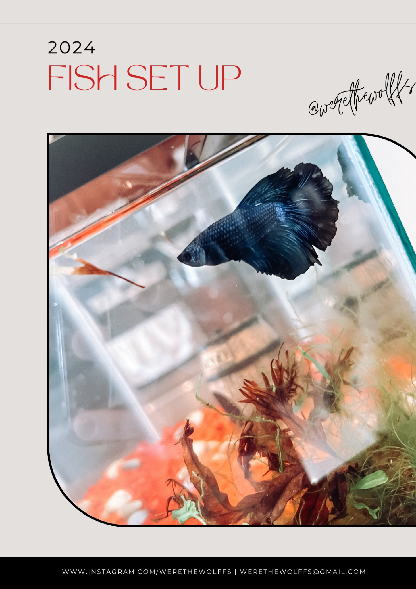 Everything we have for our new betta fish. 

My tip if you’re just starting out: grab a 2-2.5 gallon tank, I linked mine here. Fresh plants are better. Fake plants can rip their fins. 

They are pretty low maintenance but I’d recommend getting a heater so their water is comfortable, and a filter so you don’t have to change the water as frequently! I did not have a heater or a filter for mine for the longest time, though!