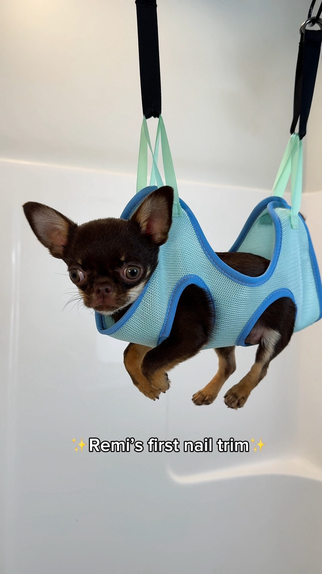 All the products I use for grooming day✨ #doggrooming #petgrooming #amazonpetfinds 