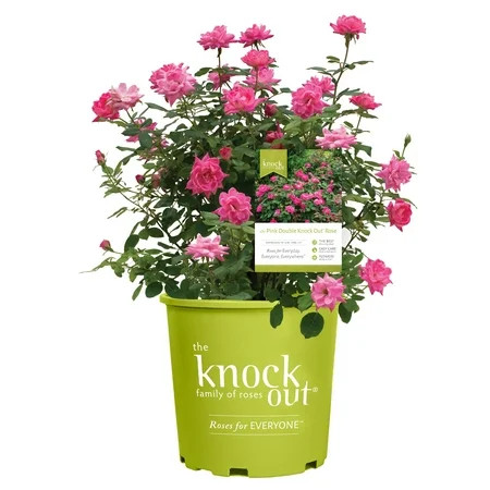 The Knock Out® Family of Roses 'The Pink Double Knock Out® Rose' Live Shrub in 1-Gallon Grower Pot | Walmart (US)