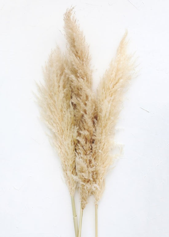 Bundle of 3 Natural Pampas Grass - 40-48 | Afloral (US)