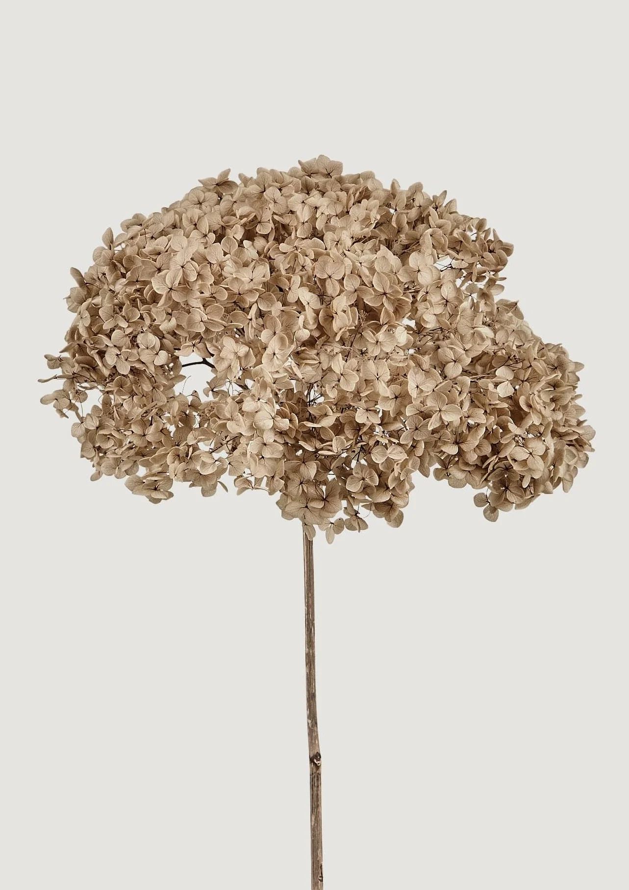 Taupe Preserved Hydrangea Stem | Elevated Dried Flowers at Afloral.com | Afloral