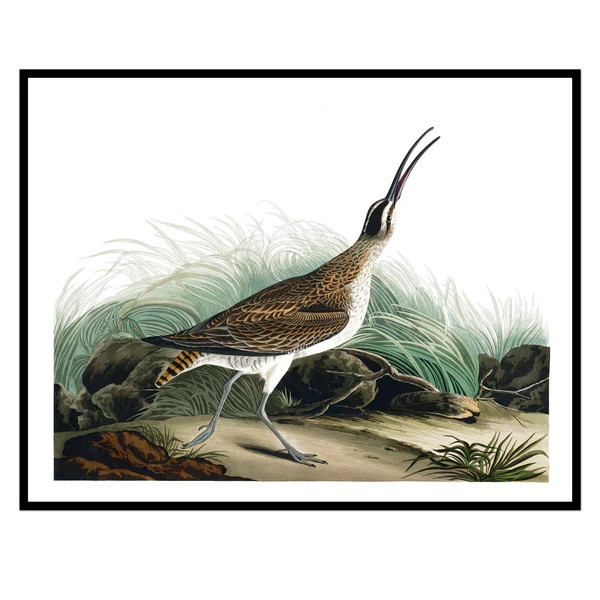 Vintage Lonely Marsh Hen | Urban Garden Prints
