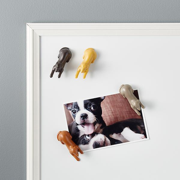 Fred MagnetiPups Magnets Pack of 4 | The Container Store