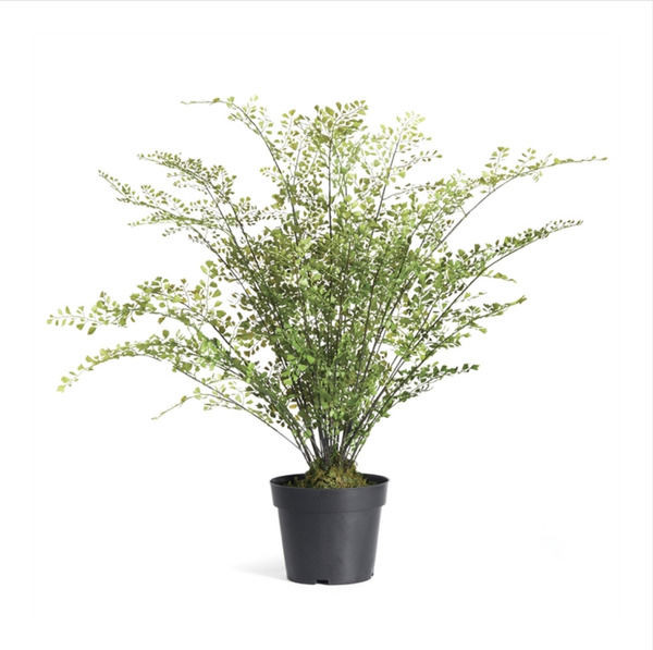 Faux 30" Maidenhair Drop-In | Scout & Nimble