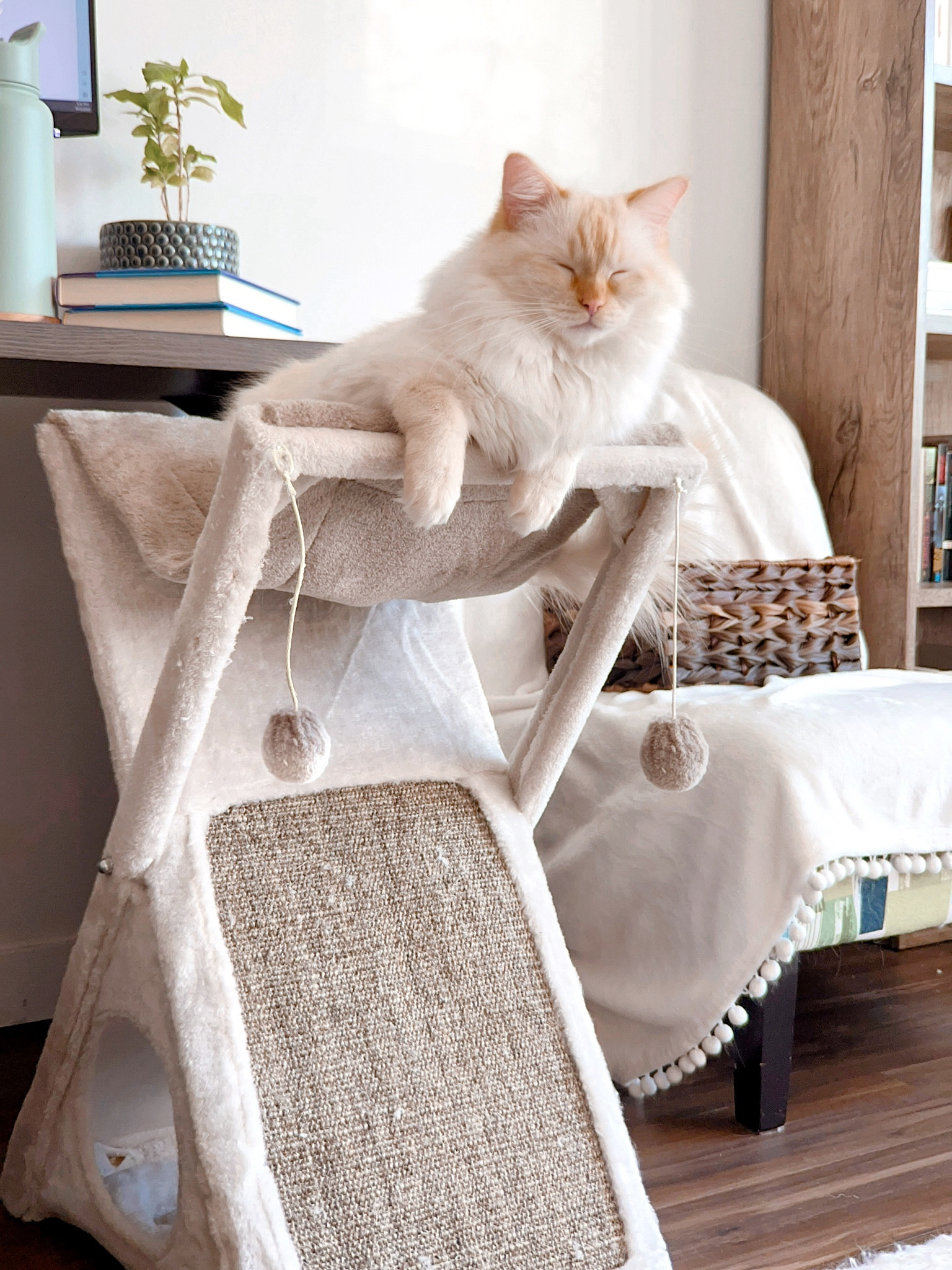 Rasmus absolutely loves this cozy 4-in-1 hammock bed! It has a cozy tunnel, a scratching post, a comfy hammock bed, and a few hanging toys to pounce on. What more do you need? ☺️🐾 

#LTKfamily #LTKfindsunder100 #LTKhome
