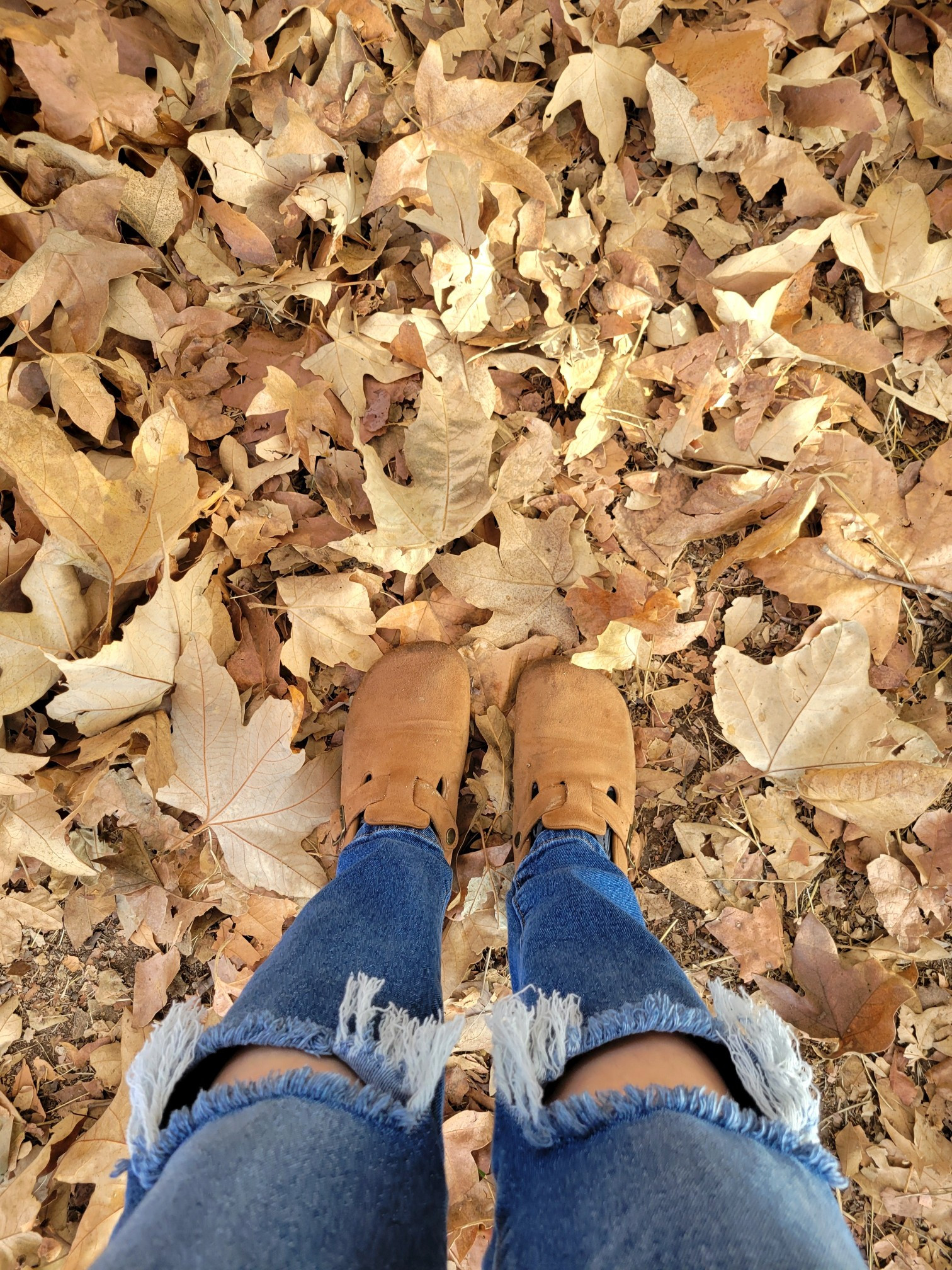 Is it fall yet? 🍂 - can the fall weather start like tomorrow 🥲 Remember get a price drop notification if you heart a post/save a product 😉

✨️ P.S. if you follow, like, share, save, or shop my post (either here or @coffee&clearance @renovatingroblessed @disneyloveland).. thank you sooo much, I appreciate you! As always thanks sooo much for being here & shopping with me 🥹

| Halloween, halloween 2026, halloween decor, fall, fall decor, fall outfits, fall style, fall decor 2026, fall dresses, fall date, fall 2026, fall amazon, amazon fall, amazon fall fashion, fall boots, fall wedding, fall bags, fall clothes, fall capsule, fall coats, early fall, fall front porch, fall fashion 2026, fall home, fall home decor, fall garland, fall wedding guest, fall wedding guest dress, fall inspo, fall kitchen decor, fall looks, fall living room, fall porch, fall sweaters, fall trends, fall wreath, halloween porch, halloween decor, amazon halloween, pottery barn halloween, anthropologie halloween, halloween cups, halloween decorations, halloween disney, halloween garland, halloween outdoor decor, disney halloween outfits, halloween front porch, target halloween, walmart halloween, wedding guest dress, autumn fashion, autumn fashion trends, fall aesthetic, pumpkin patch, pumpkin, wedding guest dress fall, target fall, fall, fall fashion, fall outfits, fall boots, fall shoes, fall decor, fall dress, fall dresses, fall amazon, fall capsule, fall clothes, fall home decor, halloween, halloween decor | #amandaroblessed #LTKGiftGuide #LTKFindsUnder100 #LTKSwim #LTKFindsUnder50 #LTKFestival

#LTKBump #LTKSaleAlert #LTKPetite #LTKKids #LTKstorytime #LTKActive #LTKOver40 #LTKMidsize #LTKBeauty #LTKfoodie #LTKdayinmylife #LTKSeasonal #LTKselfcare #LTKgrwm #LTKU #LTKPlusSize #LTKWedding #LTKmomlife #LTKBaby #LTKvlog #LTKHome #LTKTall #LTKfitnessgoals #LTKTravel #LTKMens #LTKootd #LTKmorningroutine #LTKWorkwear