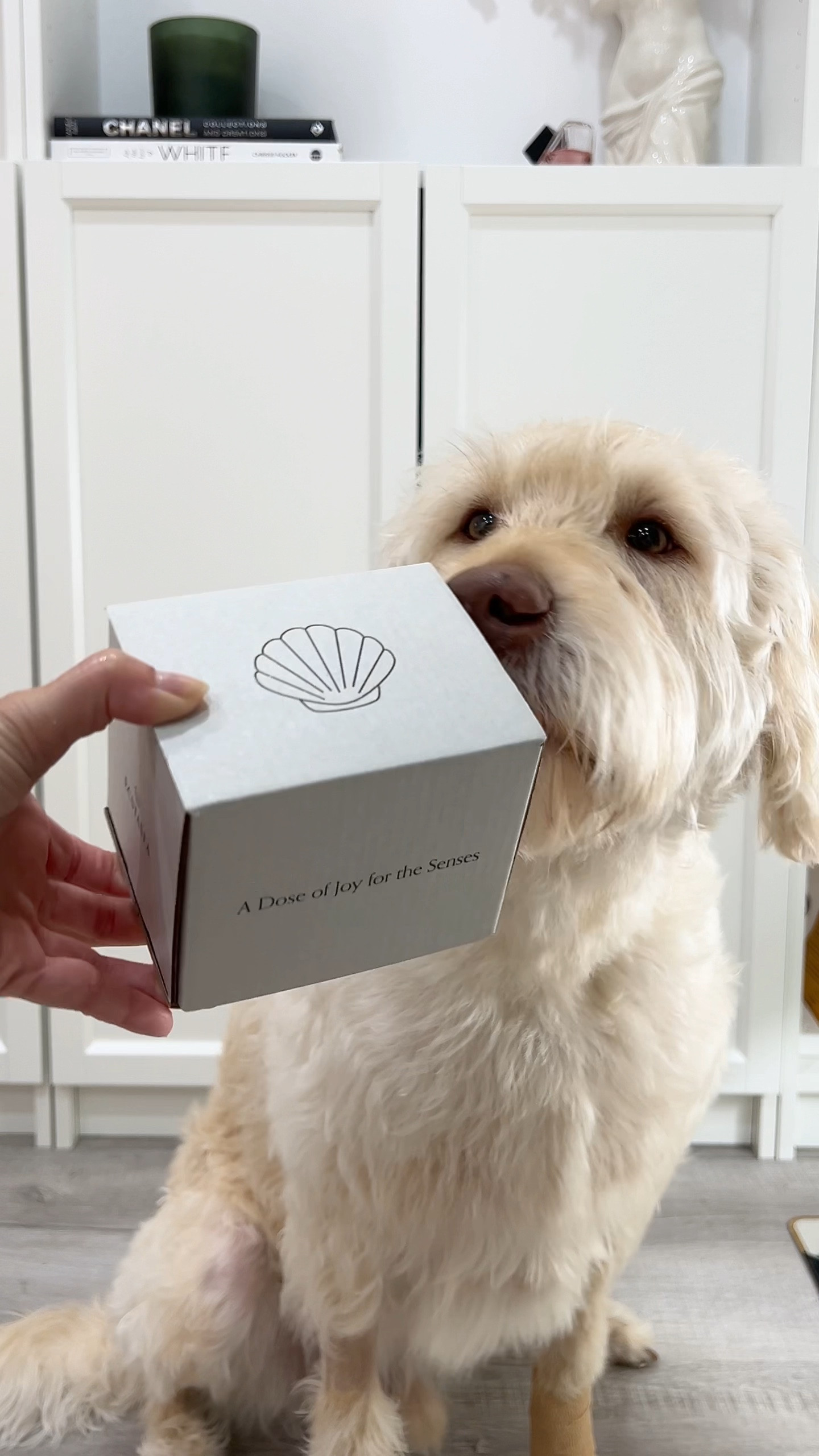 GRWM featuring Ollie 🫧🧼🐾

After our baths, mom loves to add a spray of @ecstaseapetco !! It’s the only pet fragrance that doesn’t make me sneeze ✨🐕

#petperfume #adoseofjoyforthesenses #ecstaseapetcopartner

#LTKGiftGuide #LTKFindsUnder100 #LTKVideo