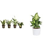 Costa Farms Live House Plants (4 Pack) and Dieffenbachia Plant | Amazon (US)