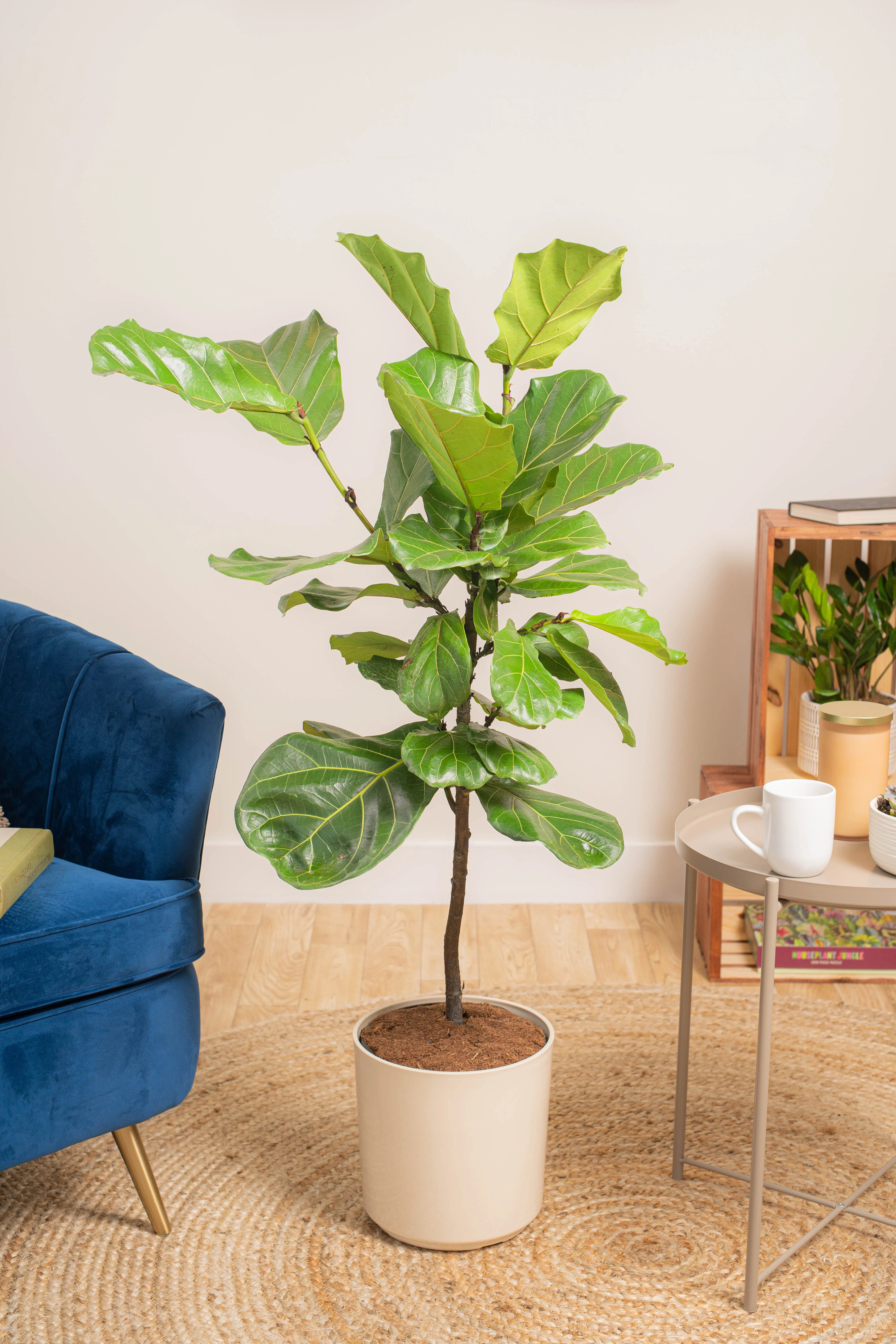 Costa Farms Fiddle Leaf Fig Plant in 10-inch Diameter Décor Planter & Reviews | Wayfair | Wayfair North America