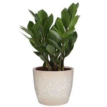 Costa Farms Zz Plant House Plant in 6-in Pot | Lowe's