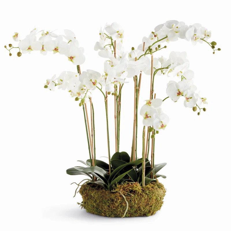 PHALAENOPSIS ORCHID BOWL DROP-IN 35" | Perigold