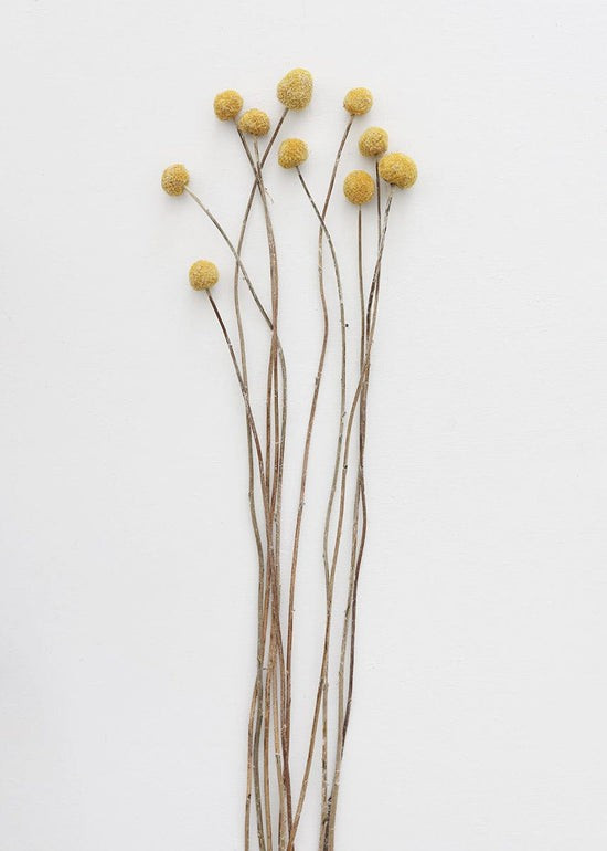 Bundle of 10 Dried Craspedia Billy Buttons - 22 | Afloral (US)