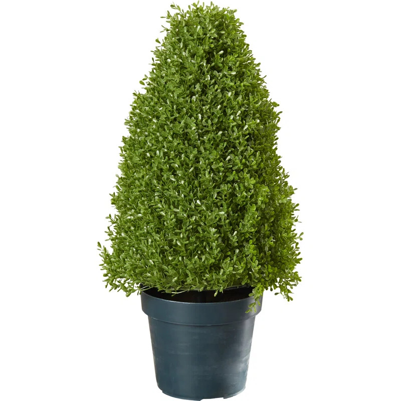 30" H x 15" W x 15" D Eyre Boxwood Topiary in Pot | Wayfair North America