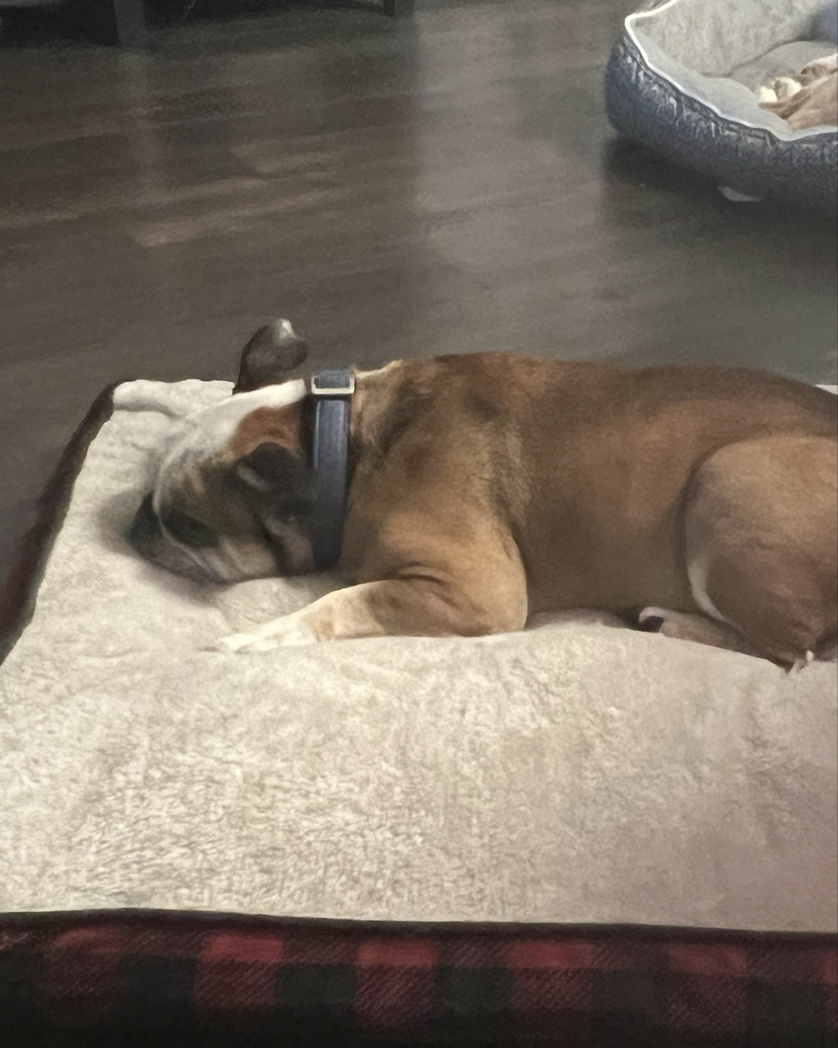 Dog bed to keep your pups cozy

#LTKFamily #LTKHome #LTKGiftGuide