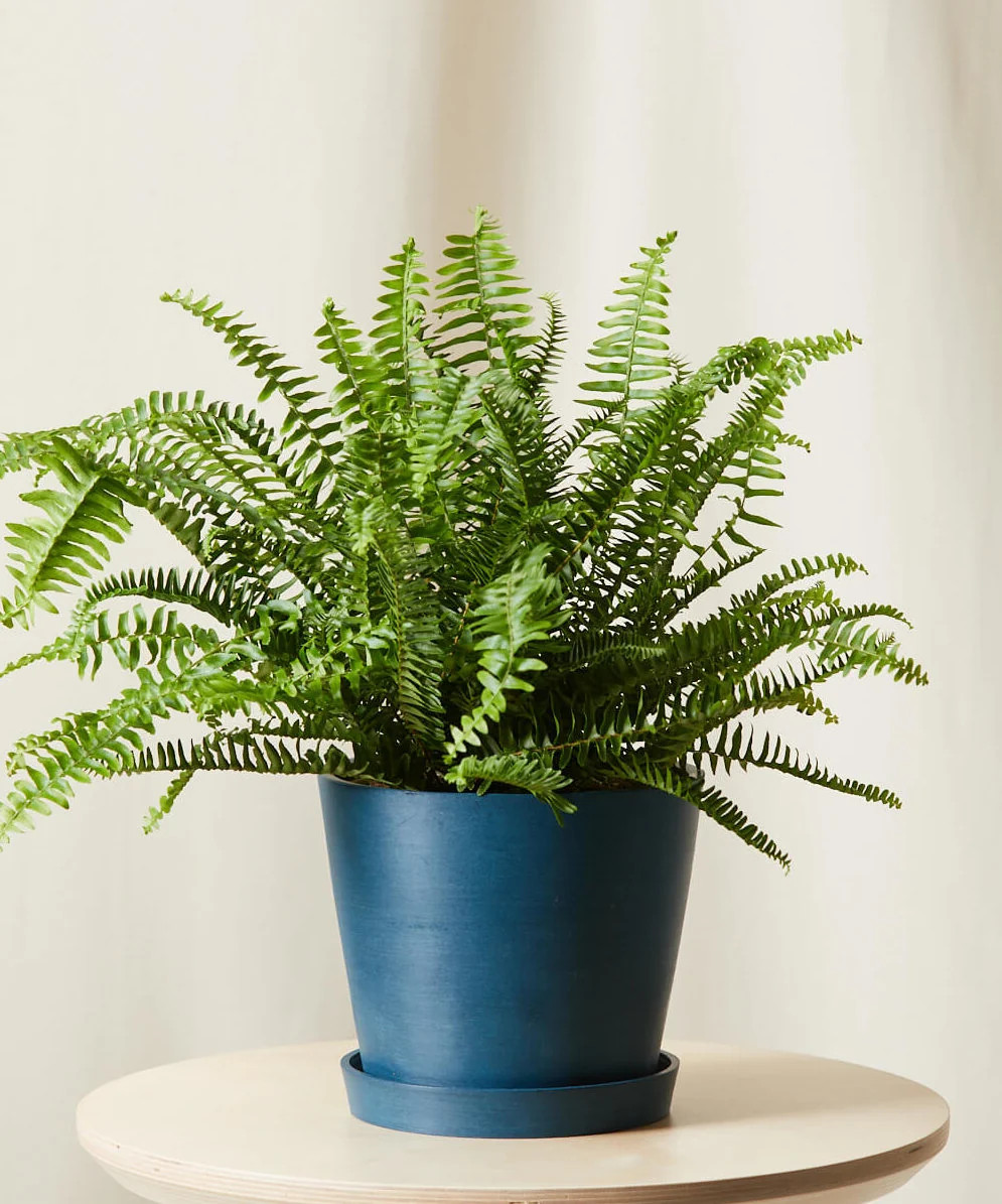 Kimberly Queen Fern | Bloomscape