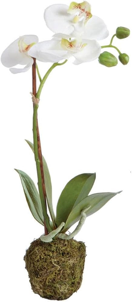 Napa CC 15" PHALAENOPSIS Drop-in, 3x12x18 Inches | Amazon (US)