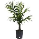 Costa Farms Majesty Palm Live Indoor Plant 3 to 4-Feet Tall, 3-Foot | Amazon (US)