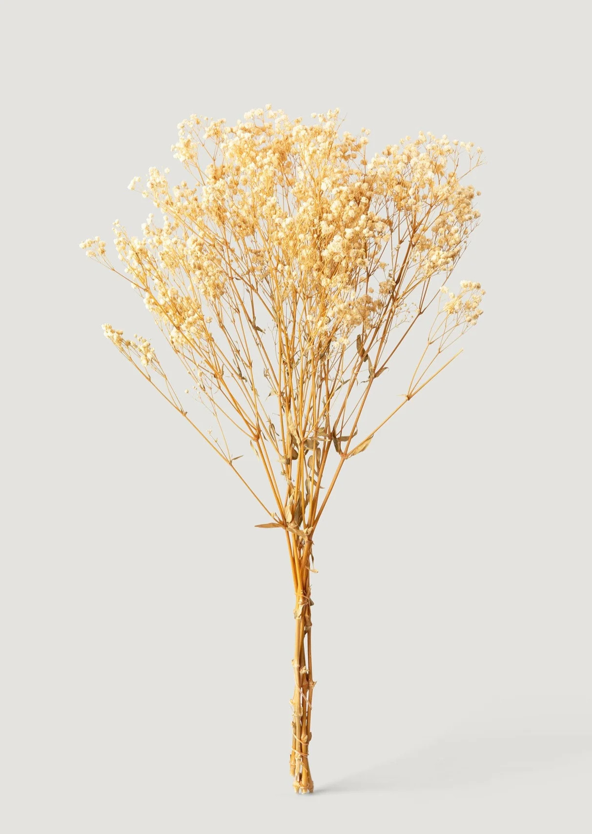 Ivory Preserved Baby's Breath Bundle | Shop Dried Flowers at Afloral | Afloral