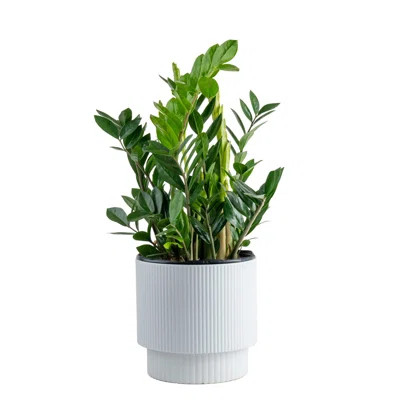 Costa Farms Indoor ZZ Plant Zamioculcas Zamiifolia House Plant in 10-inch Décor Pot | AllModern