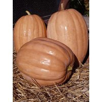 Dickenson Pumpkin Seeds | Etsy (US)