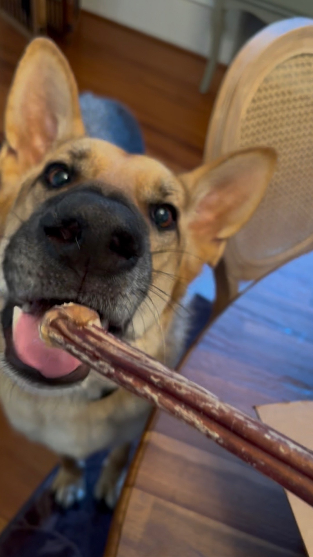 #ad Thank you @Chewy ! Eddie loved his gifts (the beef bully stick is definitely his new favorite)! #chewy #dogtreats #ltkpets #rescuedog