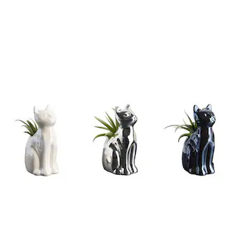 LiveTrends Remy - Assorted Succulents House plant in 2.30 Ounce(s) Pot 1 -Pack | Lowe's