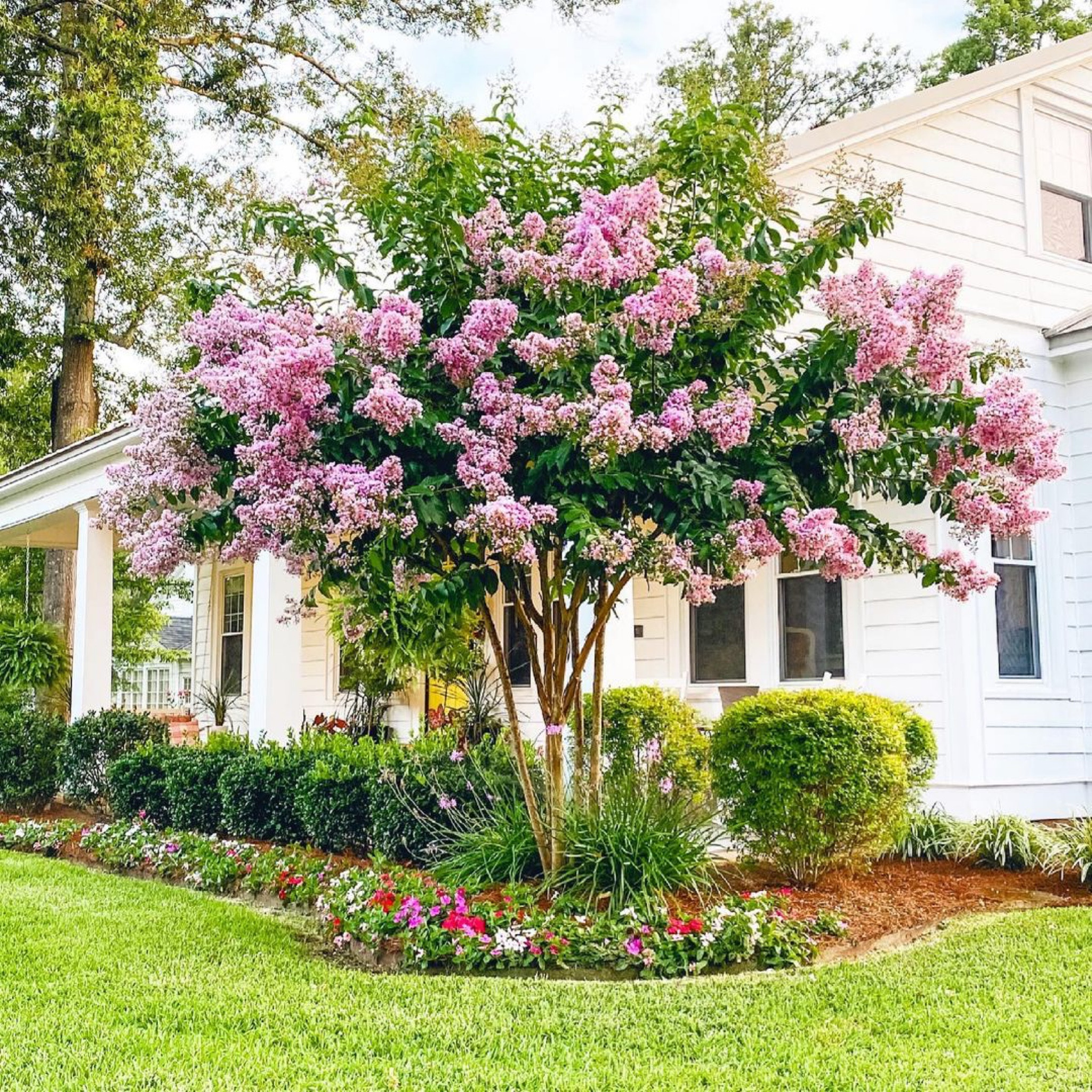 Love these trailing vinca cora cascade and fragrant society garlic!!

vinca cora cascade,  society garlic, plant care, plants, walmart finds, flower care, gardening, gardening tips

#LTKHome #LTKSeasonal