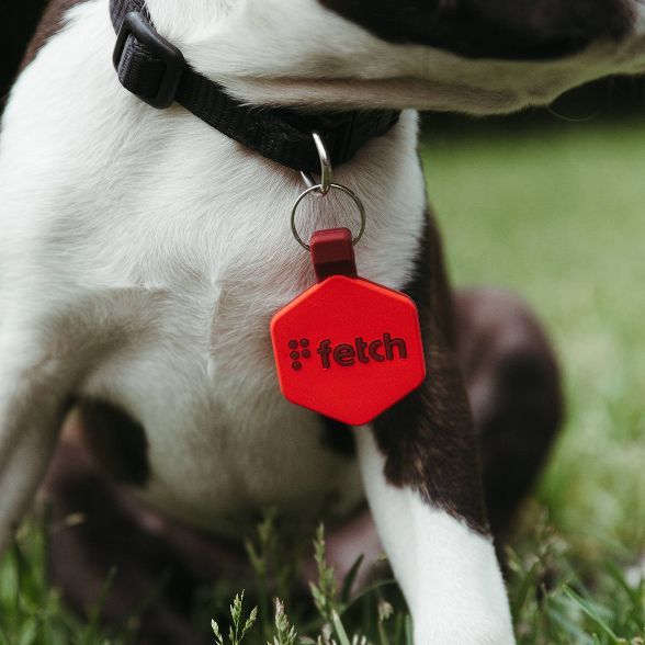 Lifekey Fetch Smart Pet Tag | Target