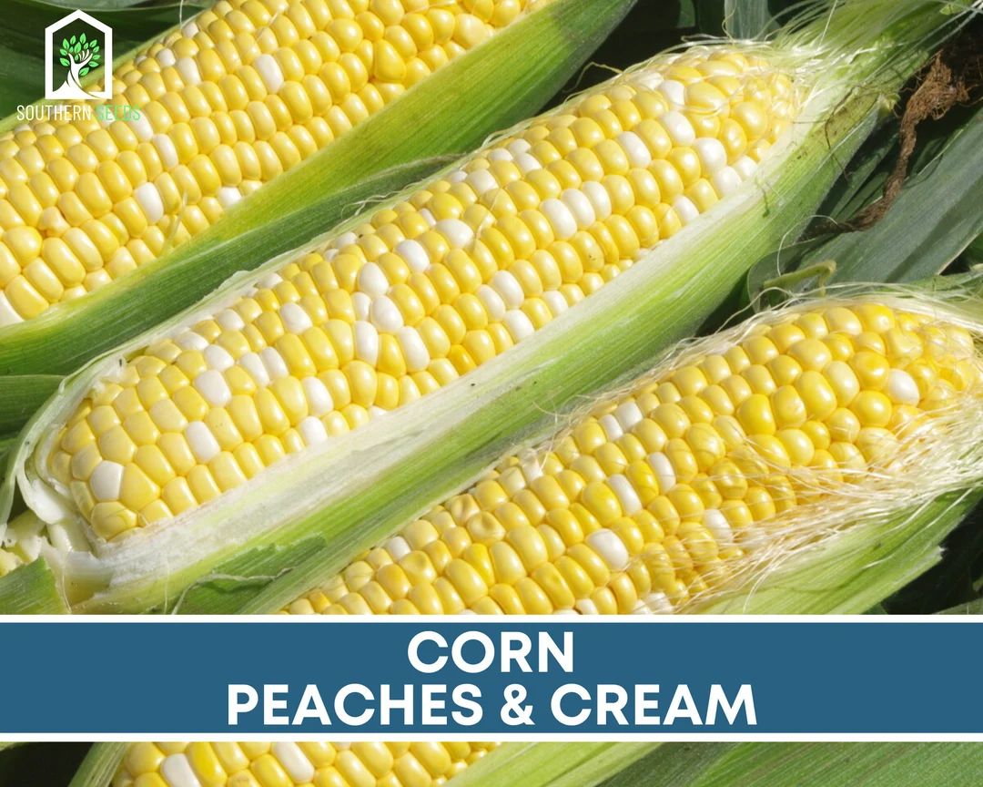Corn, Peaches & Cream - 60 Seeds - Grow Your Own - Non-GMO (Zea mays) | Etsy (US)