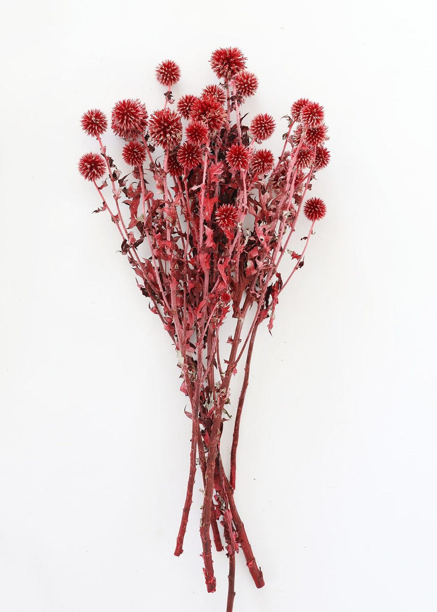 Burgundy Dried Echinops Thistle Flowers - 18-28 | Afloral (US)
