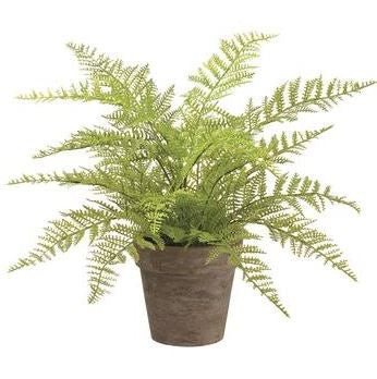 12" Southern Fern in Paper Mache Pot | The Nested Fig