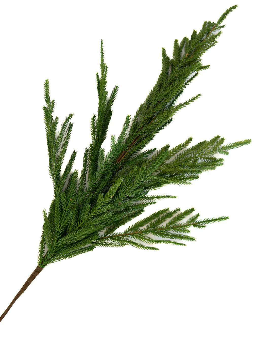 Pine Stem | Elements by Remedy