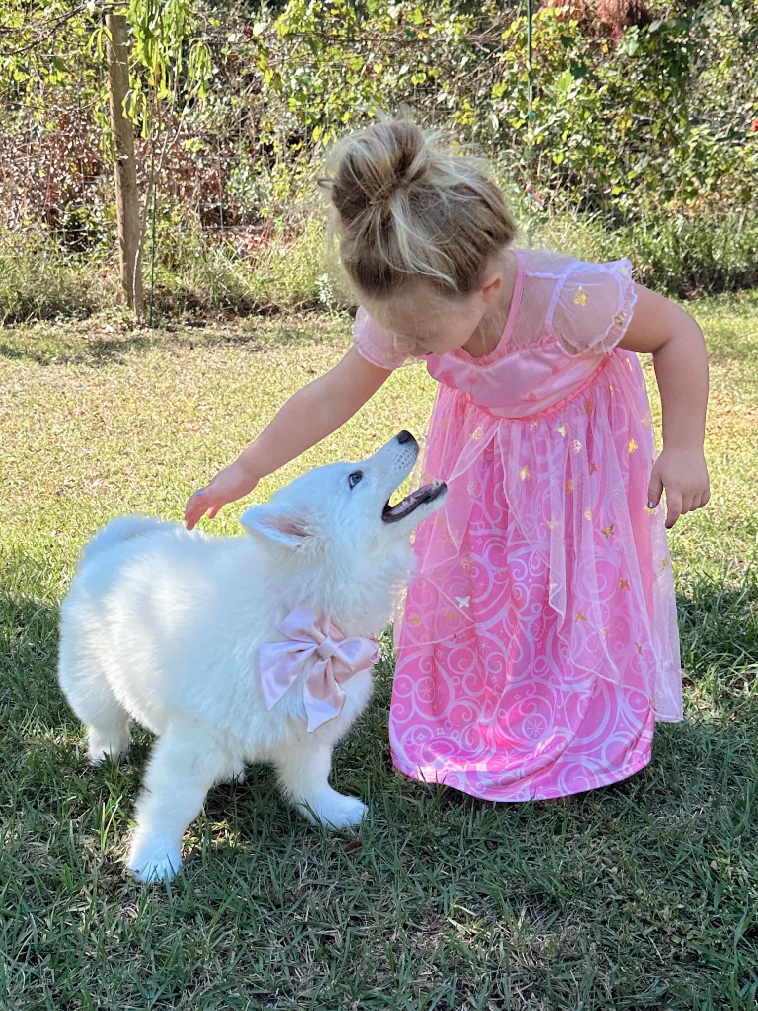 #ltkpet #dog #wicked

#LTKFindsUnder50 #LTKKids